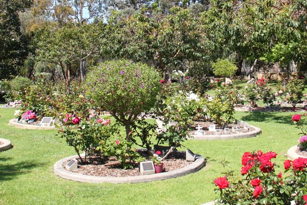Memorial Garden Family Rose